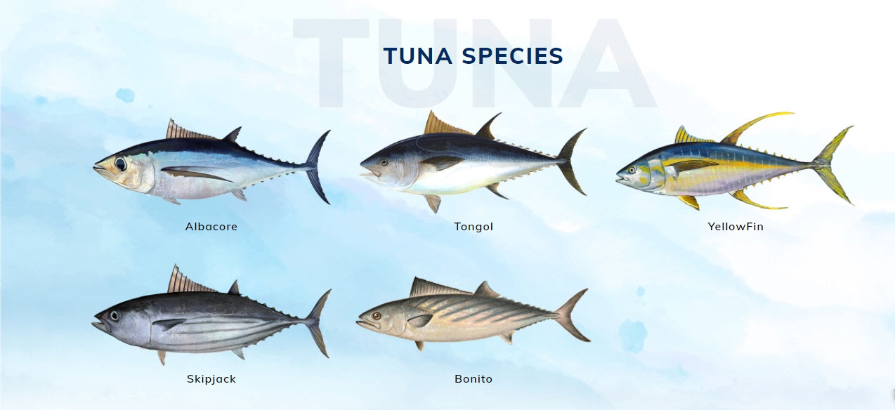 Albacore Vs Tuna